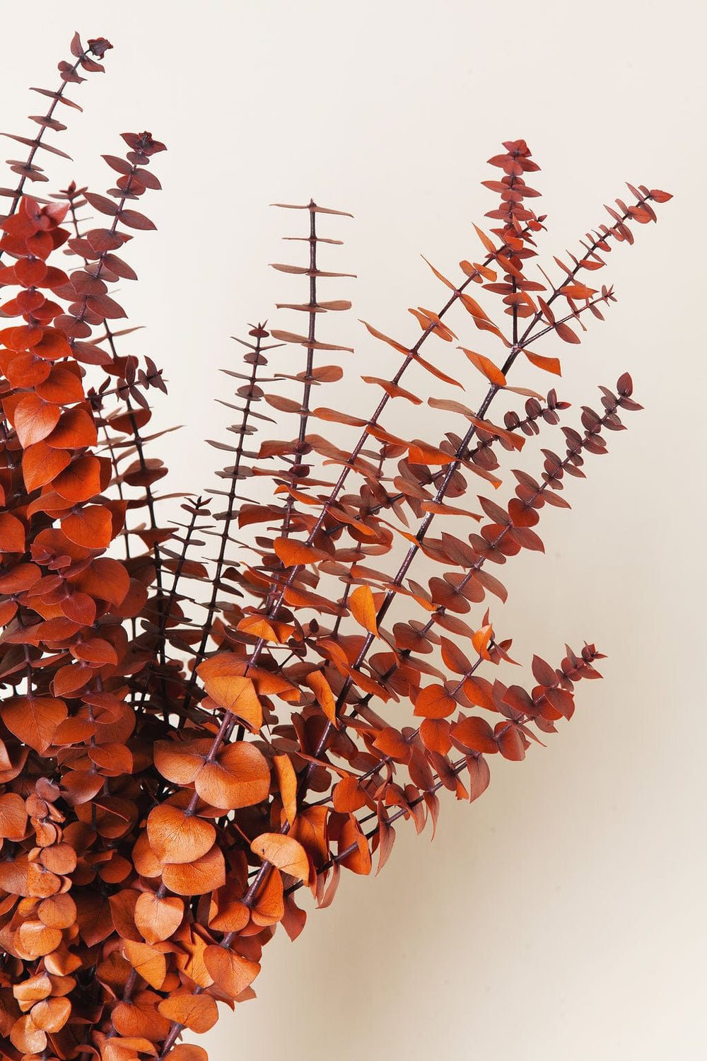 Bunches Fall Cinnamon Eucalyptus send a bouquet- the best flower delivery