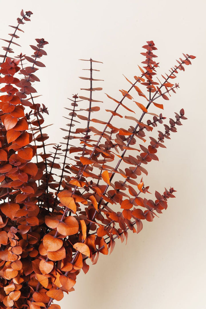 Bunches Fall Cinnamon Eucalyptus send a bouquet- the best flower delivery