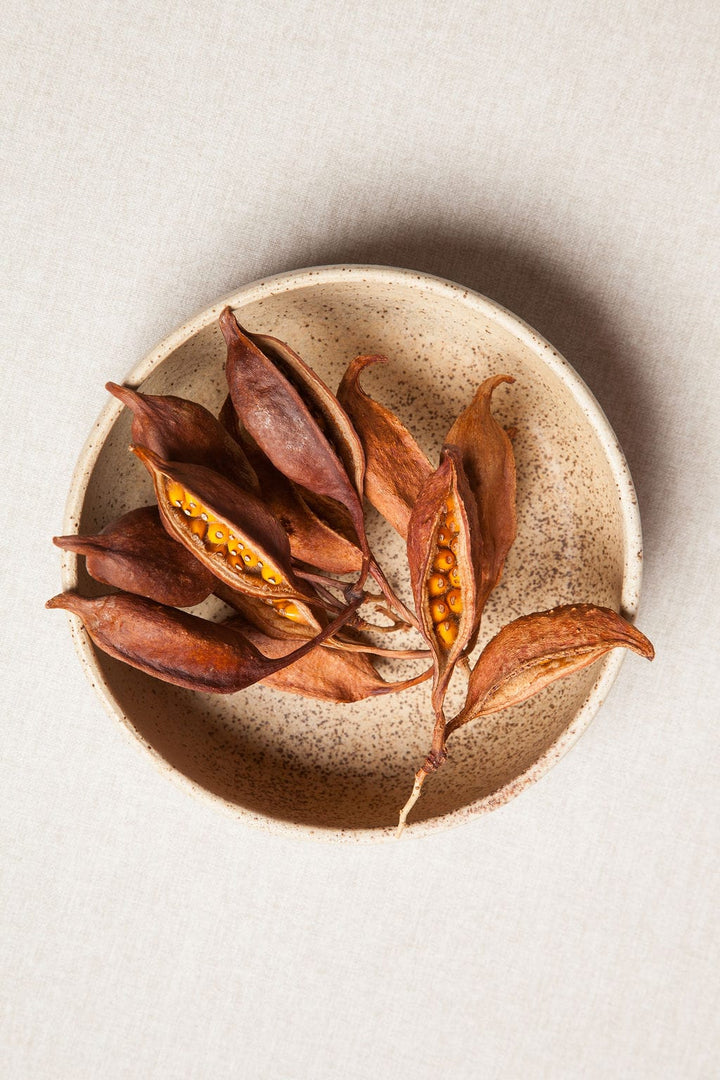 Fall Seed Pods send a bouquet- the best flower delivery