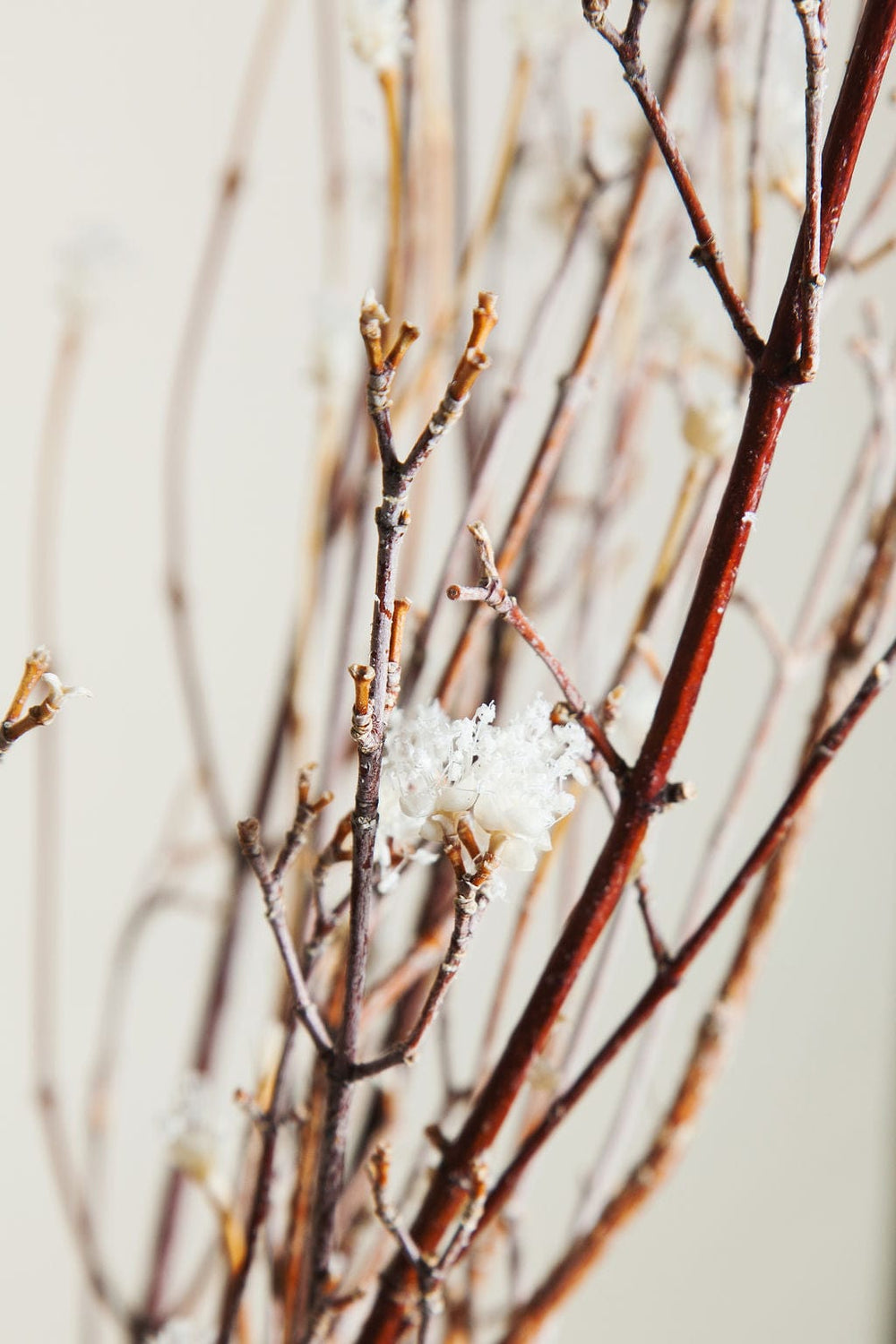 Bunches Flowering Dogwood Branches send a bouquet- the best flower delivery