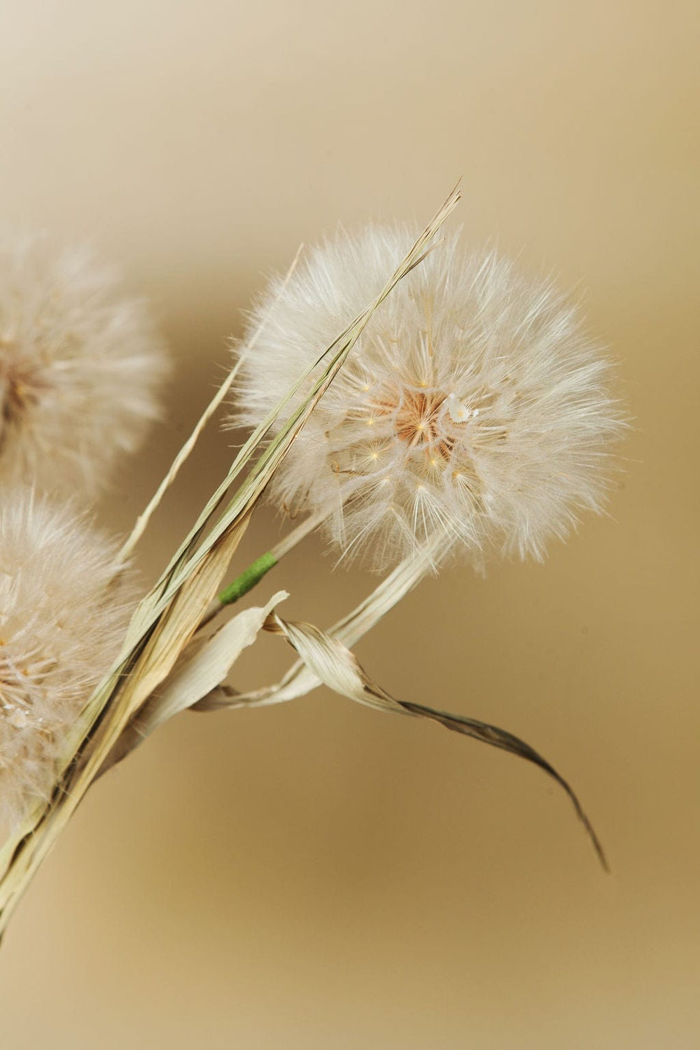 Bunches Giant Dandelions send a bouquet- the best flower delivery