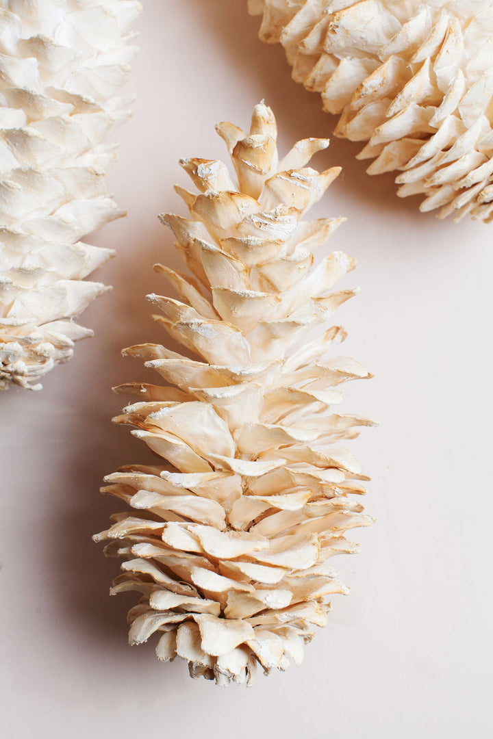 Bunches Giant White Sugar Pine Cone send a bouquet- the best flower delivery