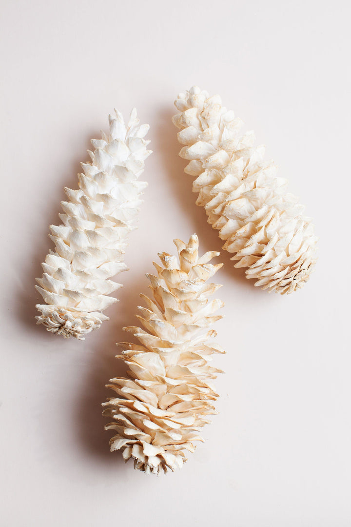 Bunches Giant White Sugar Pine Cone send a bouquet- the best flower delivery