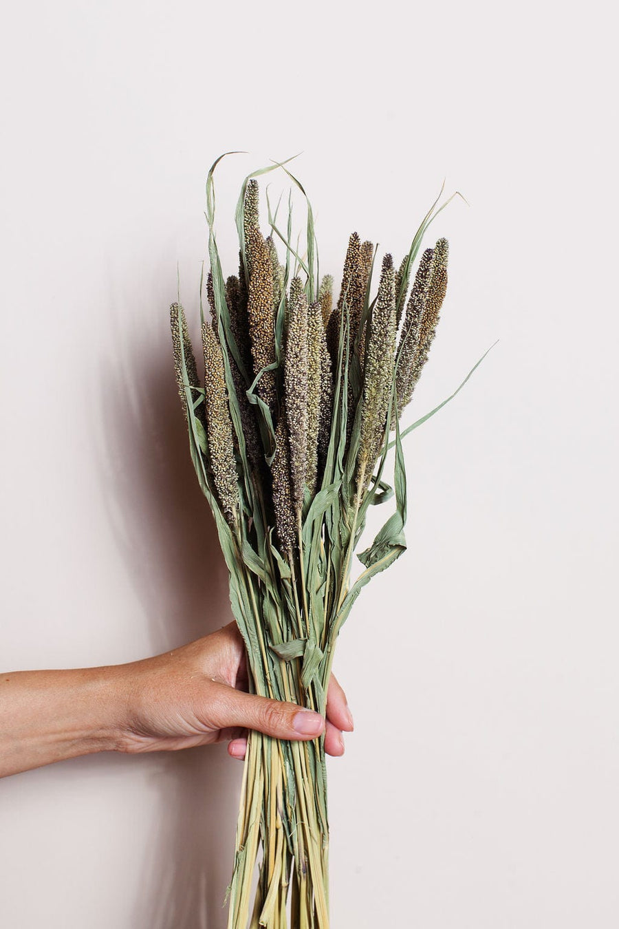 Idlewild Floral Co. Bunches Green Millet