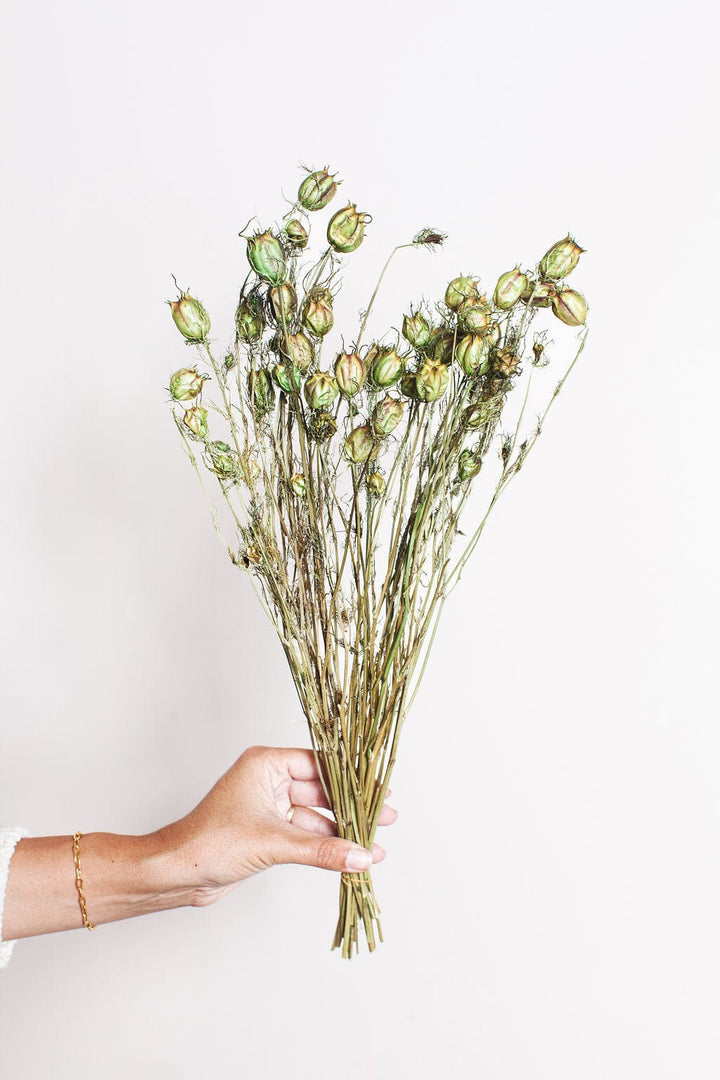 Idlewild Floral Co. Bunches Green Nigella