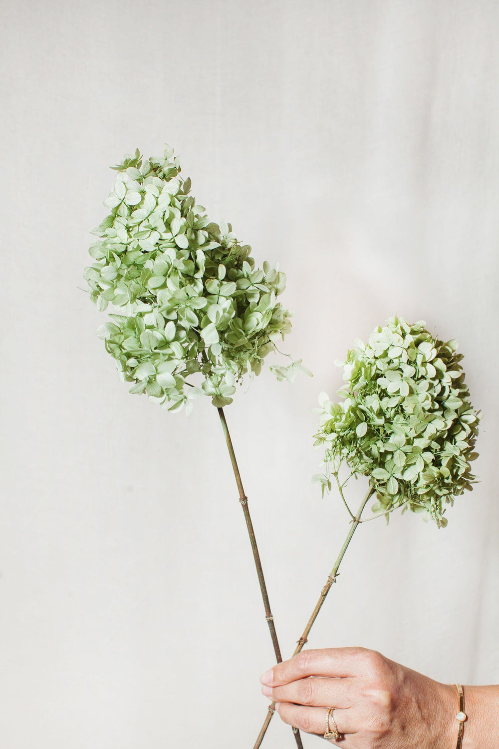 Blue Grey Dried Flowers – Idlewild Floral Co.