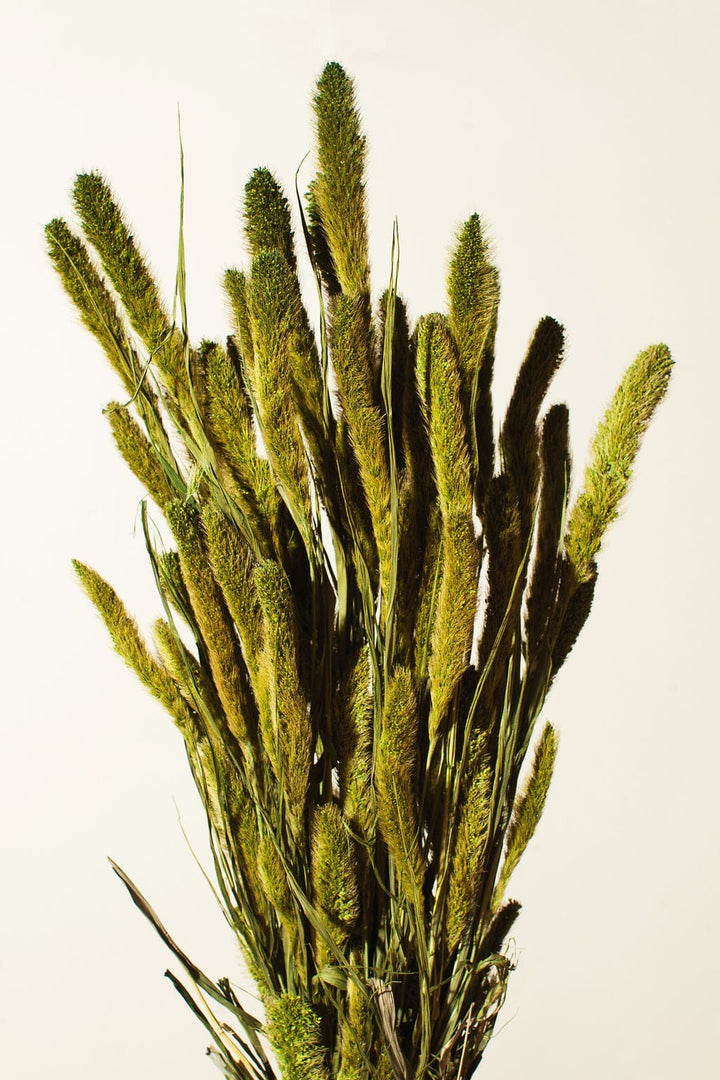 Idlewild Floral Co. Bunches Green Setarea Grass