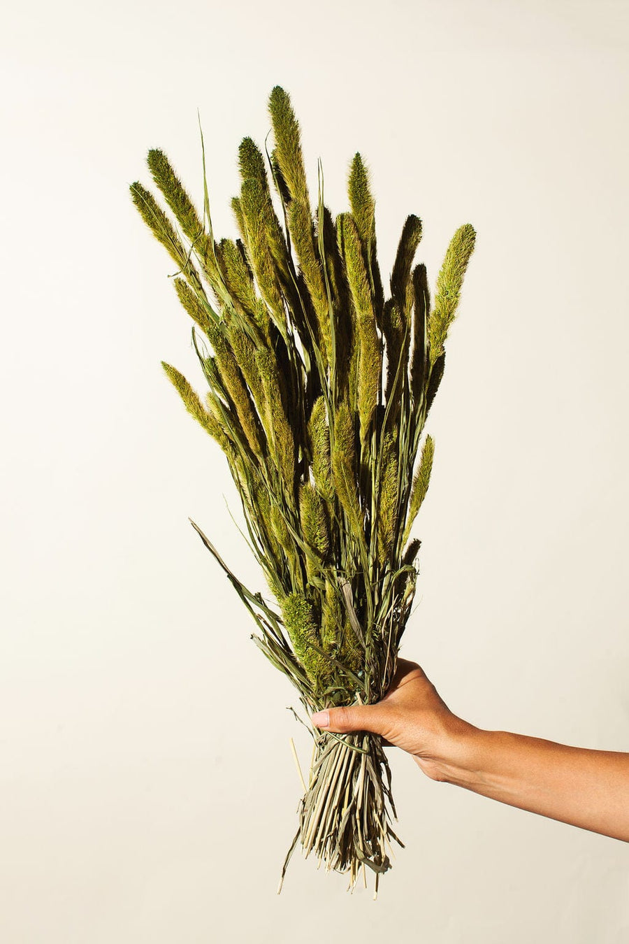 Idlewild Floral Co. Bunches Green Setarea Grass