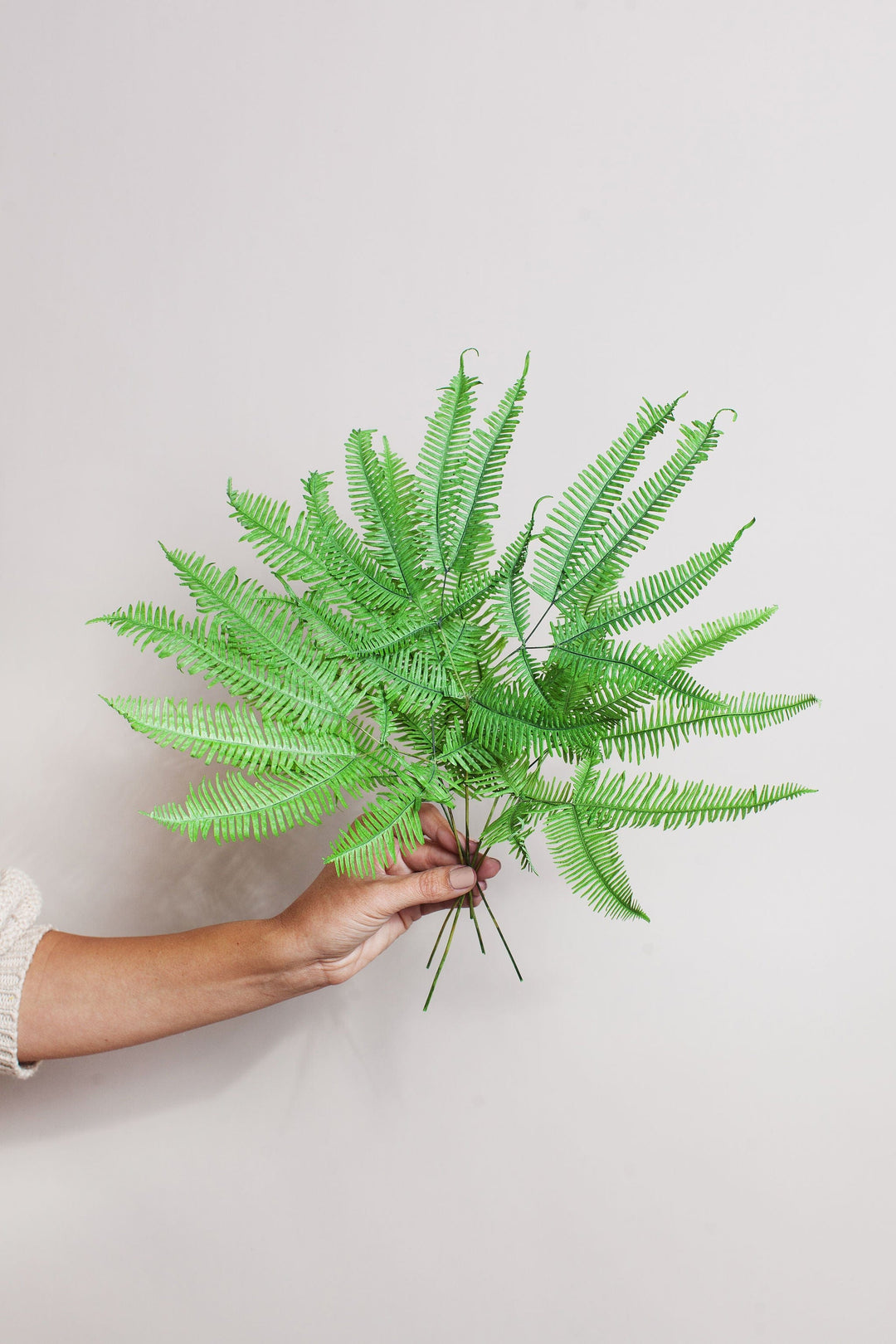 Bunches Green Star Fern send a bouquet- the best flower delivery