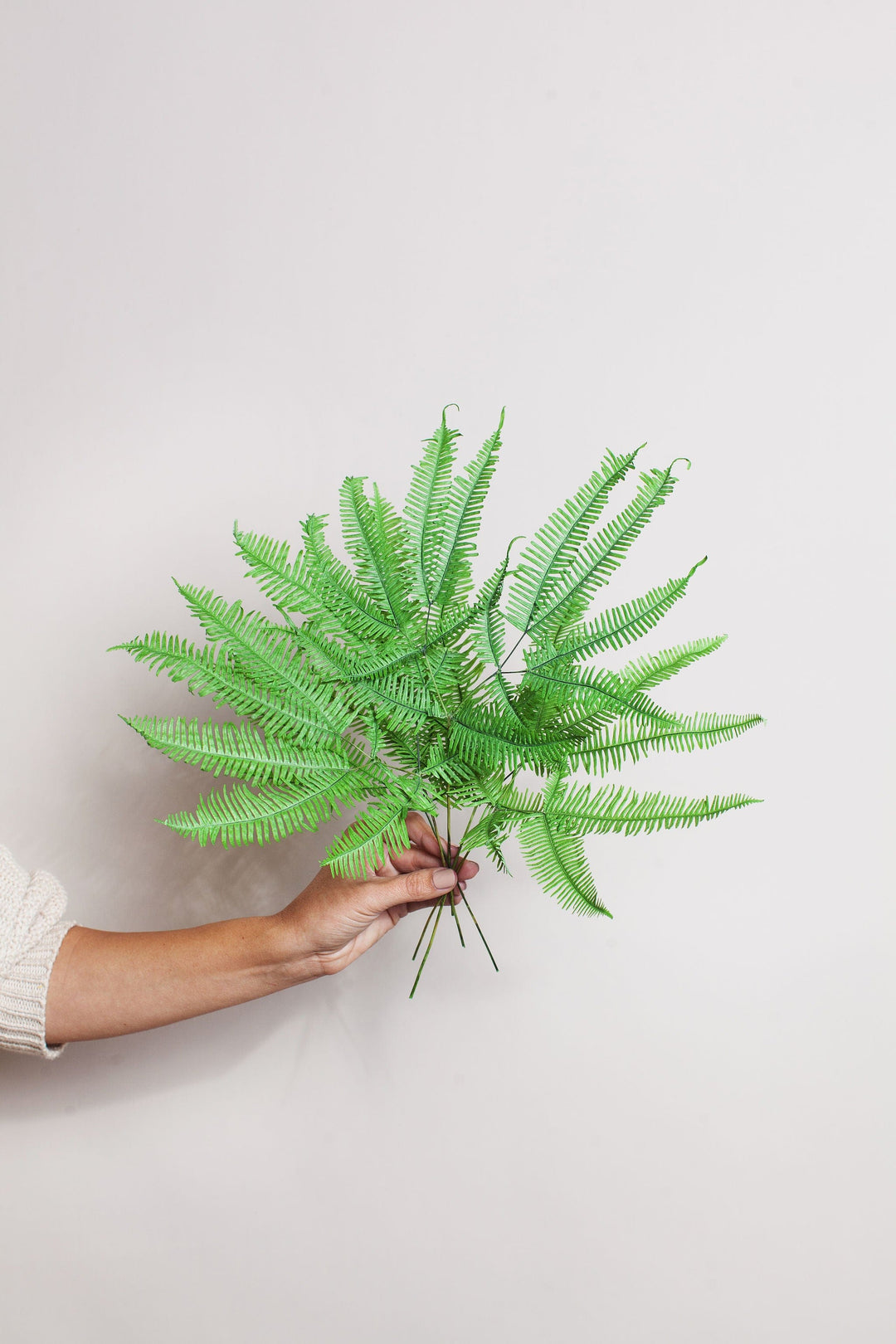 Bunches Green Star Fern send a bouquet- the best flower delivery