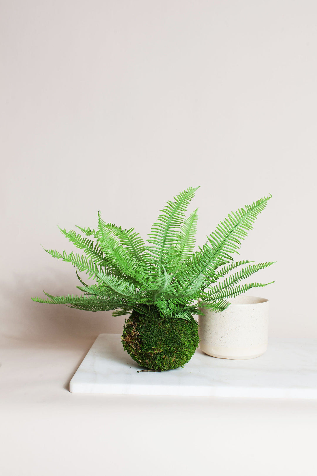 Plant Green Star Fern in Moss Ball send a bouquet- the best flower delivery