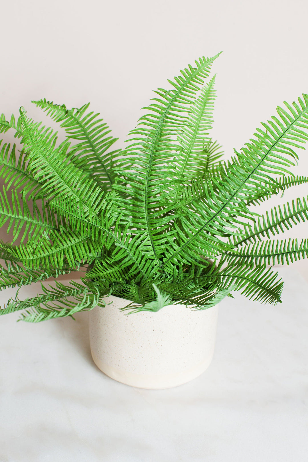 Plant Green Star Fern in Moss Ball send a bouquet- the best flower delivery