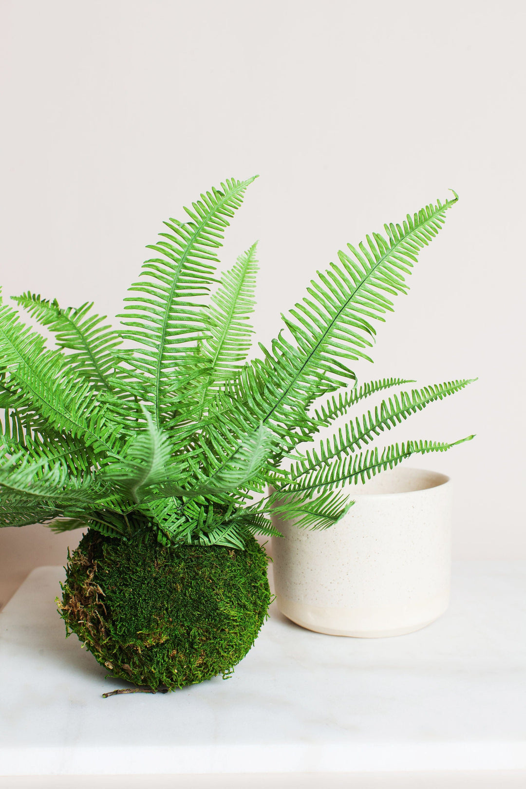 Plant Green Star Fern in Moss Ball send a bouquet- the best flower delivery