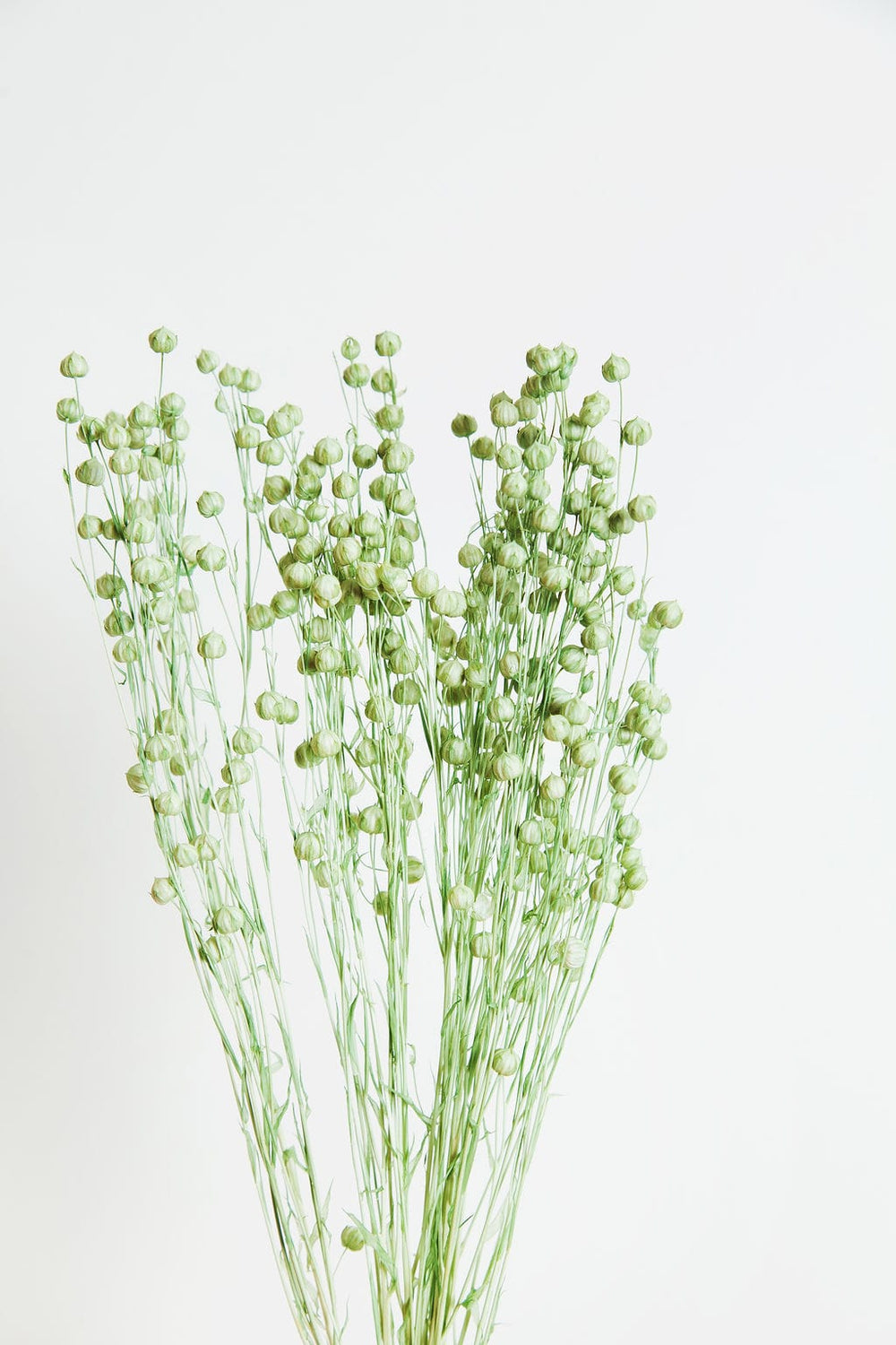 Bunches Ice Green Preserved Flax send a bouquet- the best flower delivery