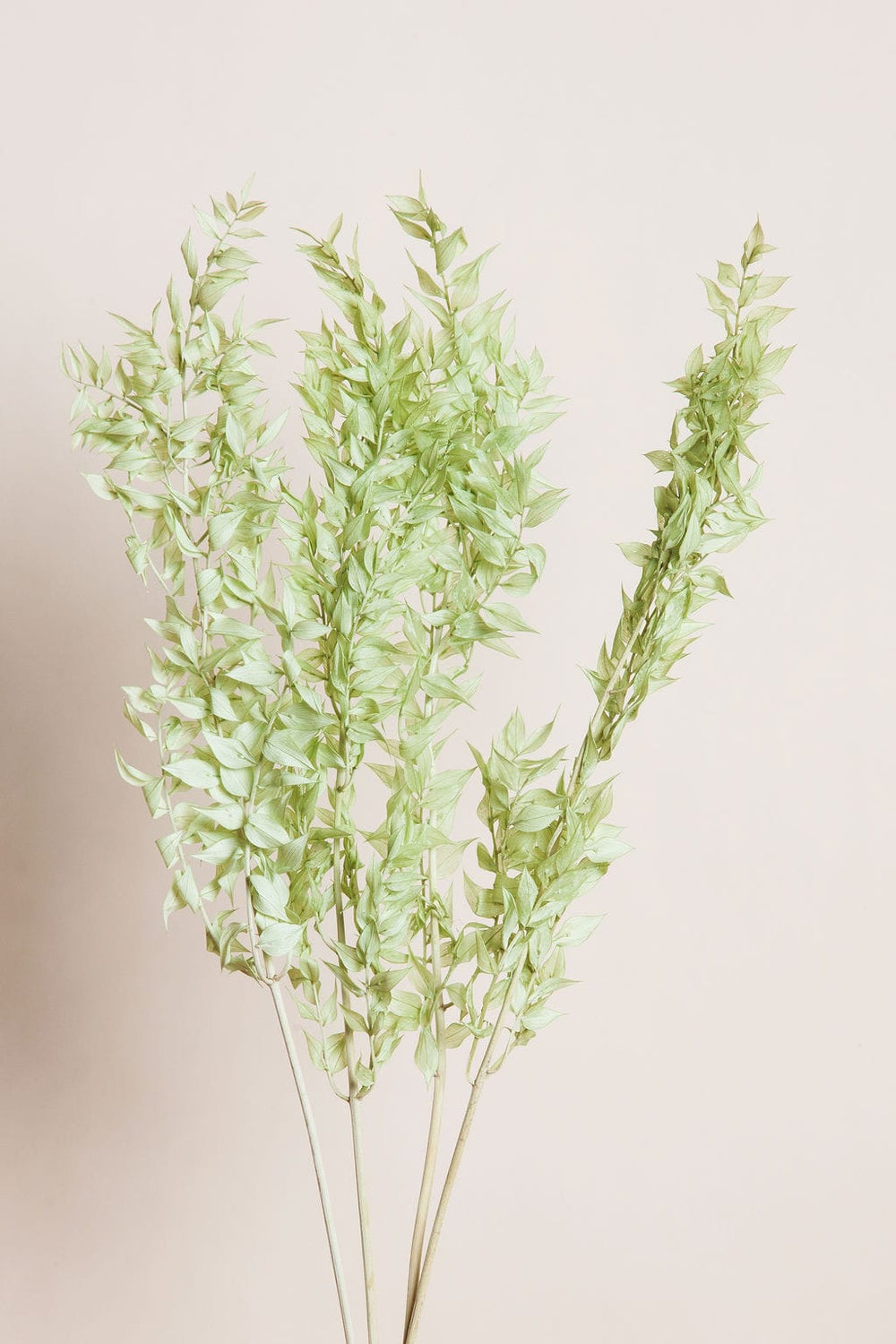 Bunches Ice Green Preserved Ruscus send a bouquet- the best flower delivery