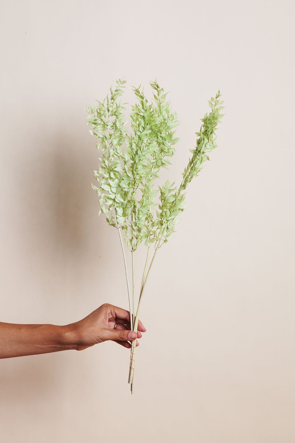 Bunches Ice Green Preserved Ruscus send a bouquet- the best flower delivery