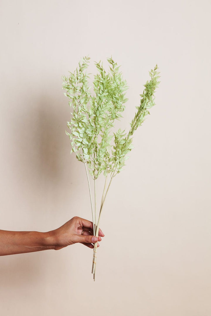 Bunches Ice Green Preserved Ruscus send a bouquet- the best flower delivery