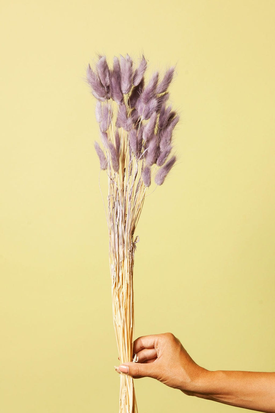Idlewild Floral Co. Lavender Bunny Tail