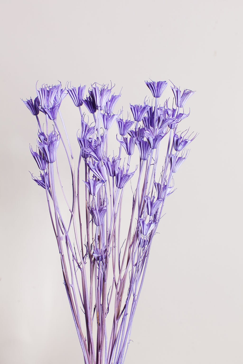 Idlewild Floral Co. Bunches Lavender Dried Nigella