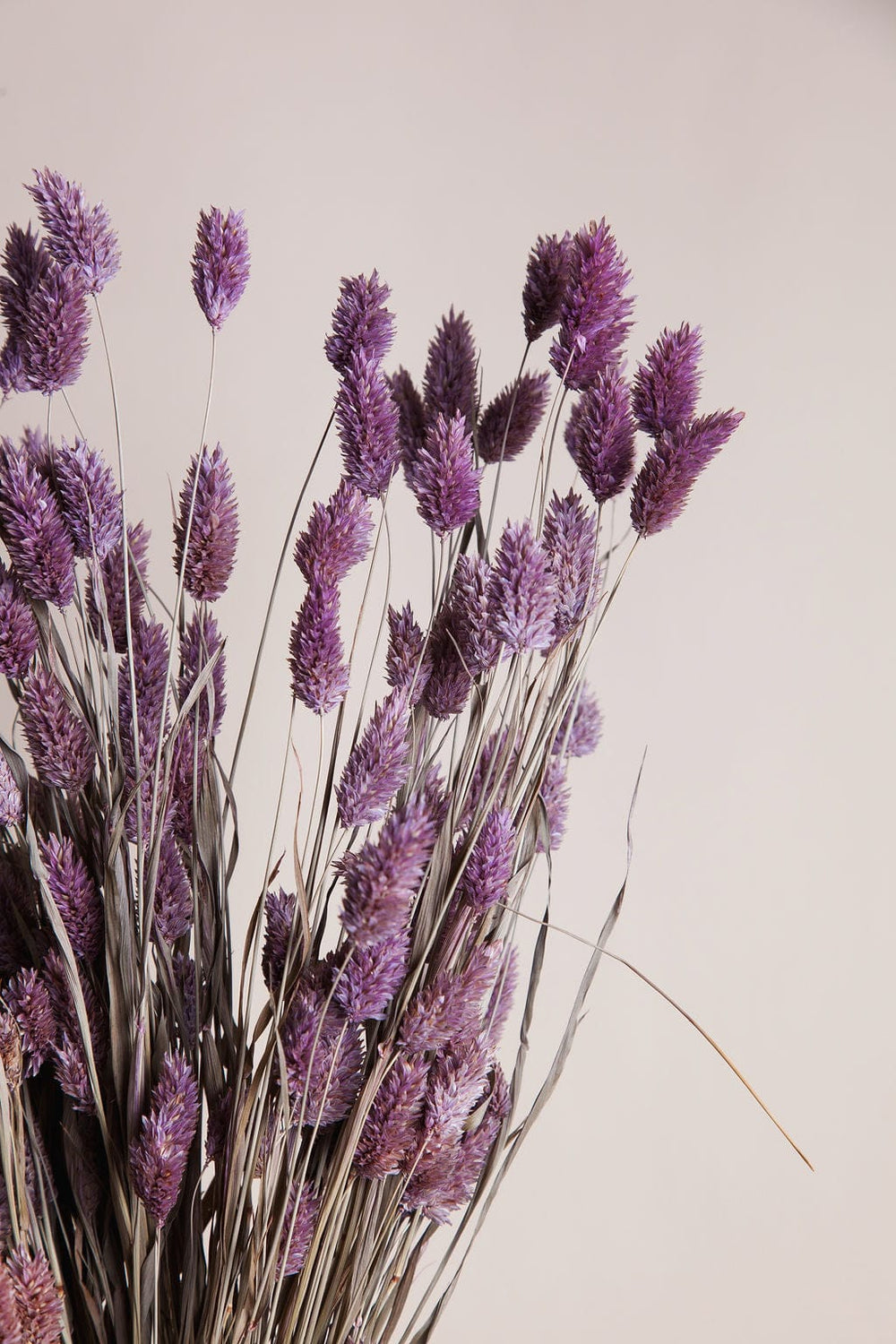 Bunches Lavender Dried Phalaris Grass send a bouquet- the best flower delivery