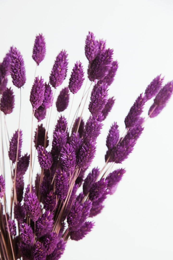 Bunches Lavender Dried Phalaris Grass send a bouquet- the best flower delivery
