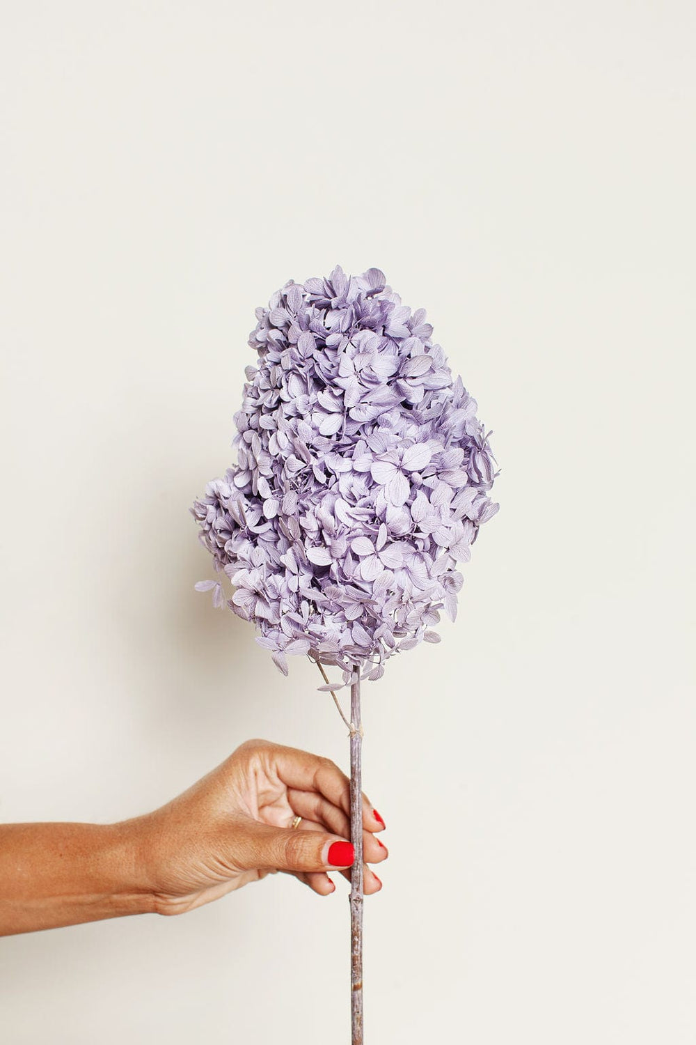 Idlewild Floral Co. Purple Pee Gee Hydrangea