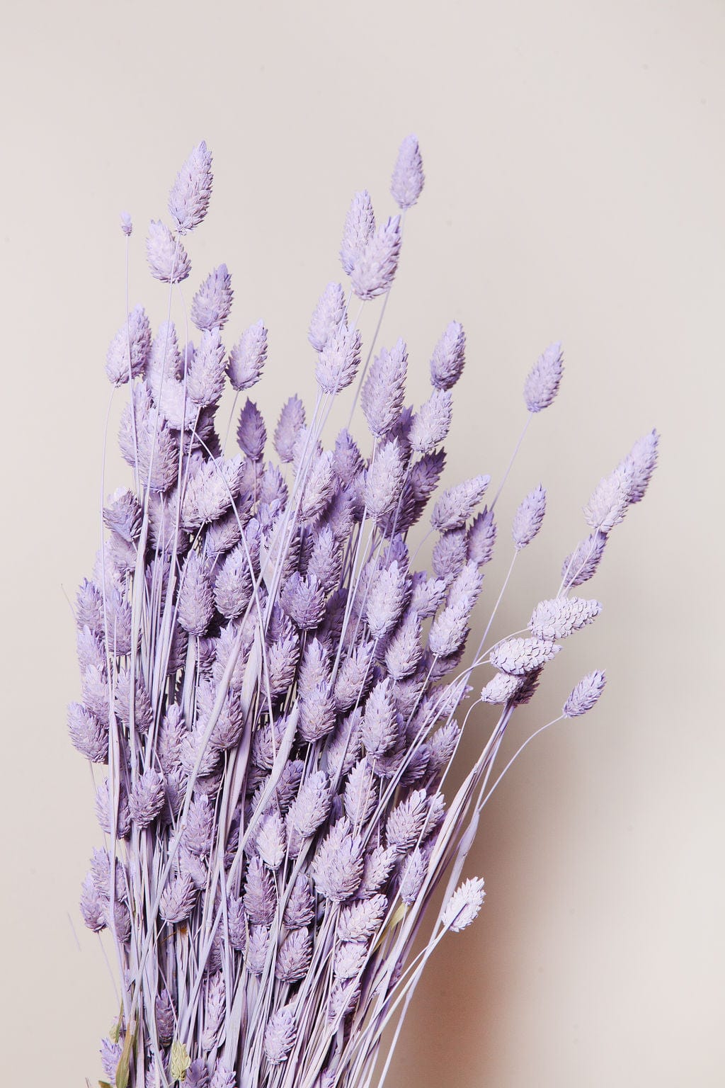 Idlewild Floral Co. Lilac Phalaris