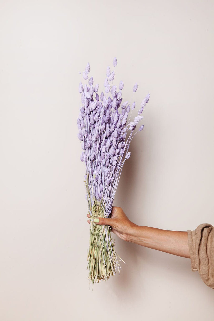 Idlewild Floral Co. Lilac Phalaris