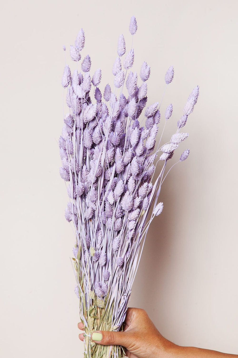 Idlewild Floral Co. Lilac Phalaris