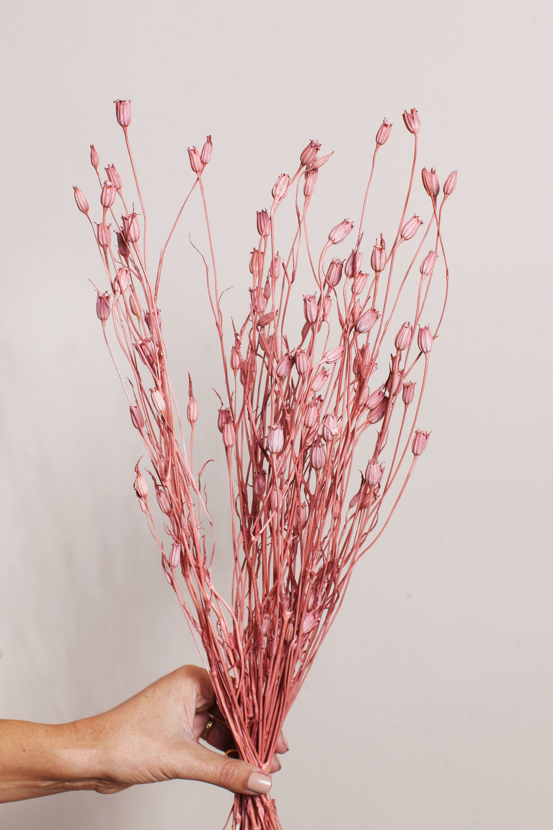 Bunches Mauve Dried Florentiner Flower send a bouquet- the best flower delivery