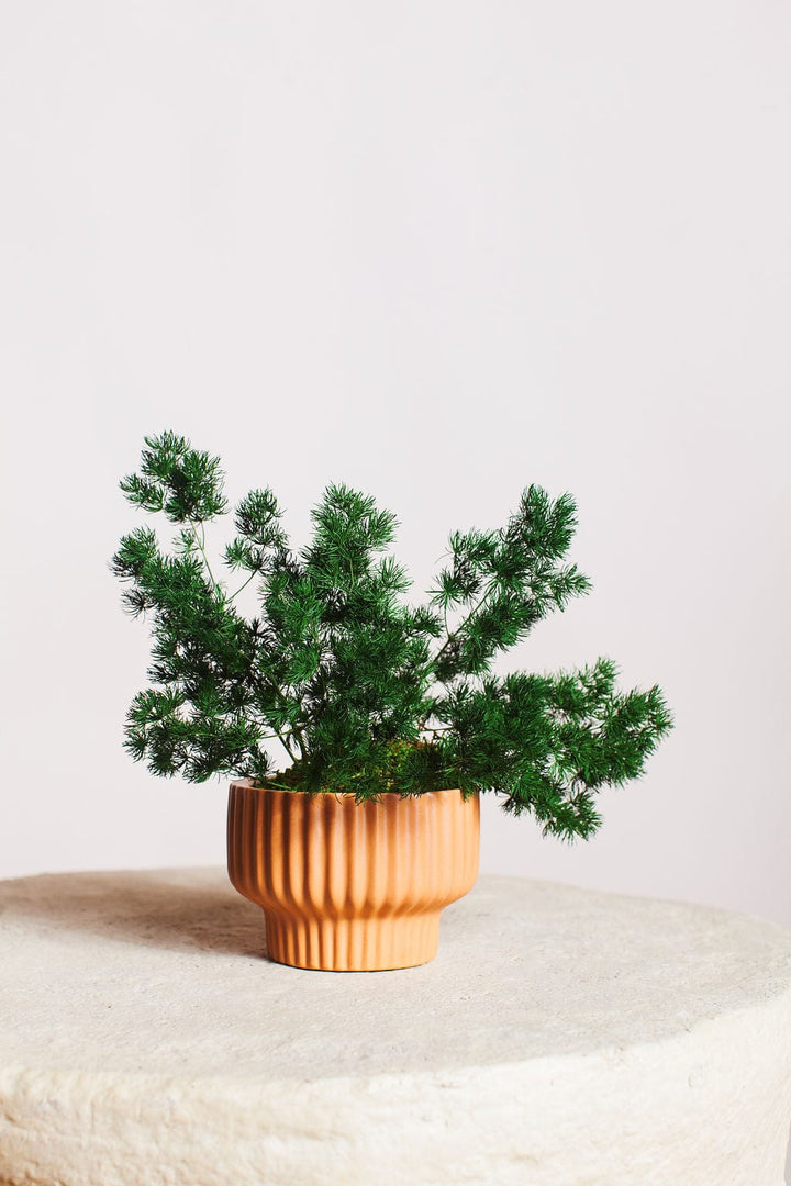 Plant Ming Fern in Moss Ball send a bouquet- the best flower delivery