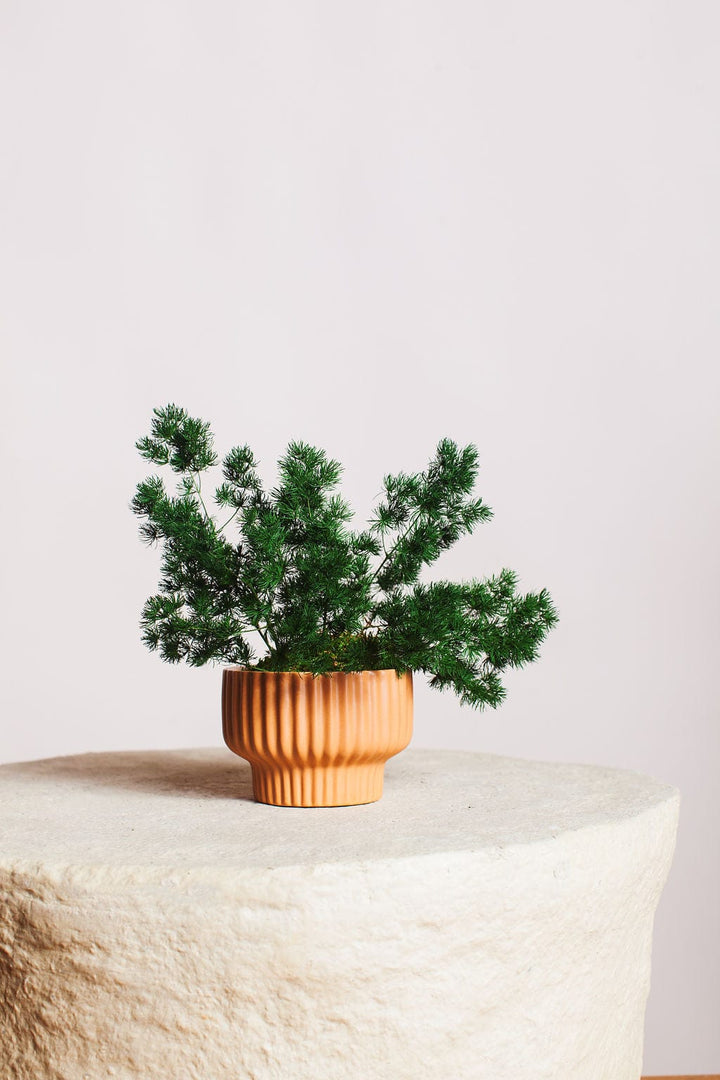 Plant Ming Fern in Moss Ball send a bouquet- the best flower delivery