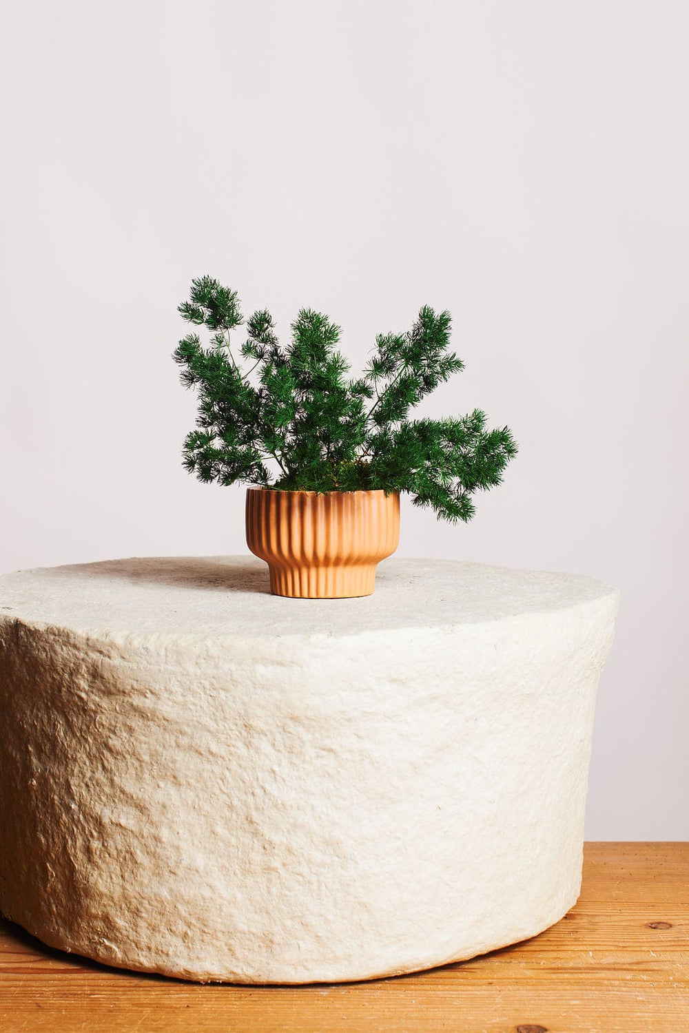 Plant Ming Fern in Moss Ball send a bouquet- the best flower delivery