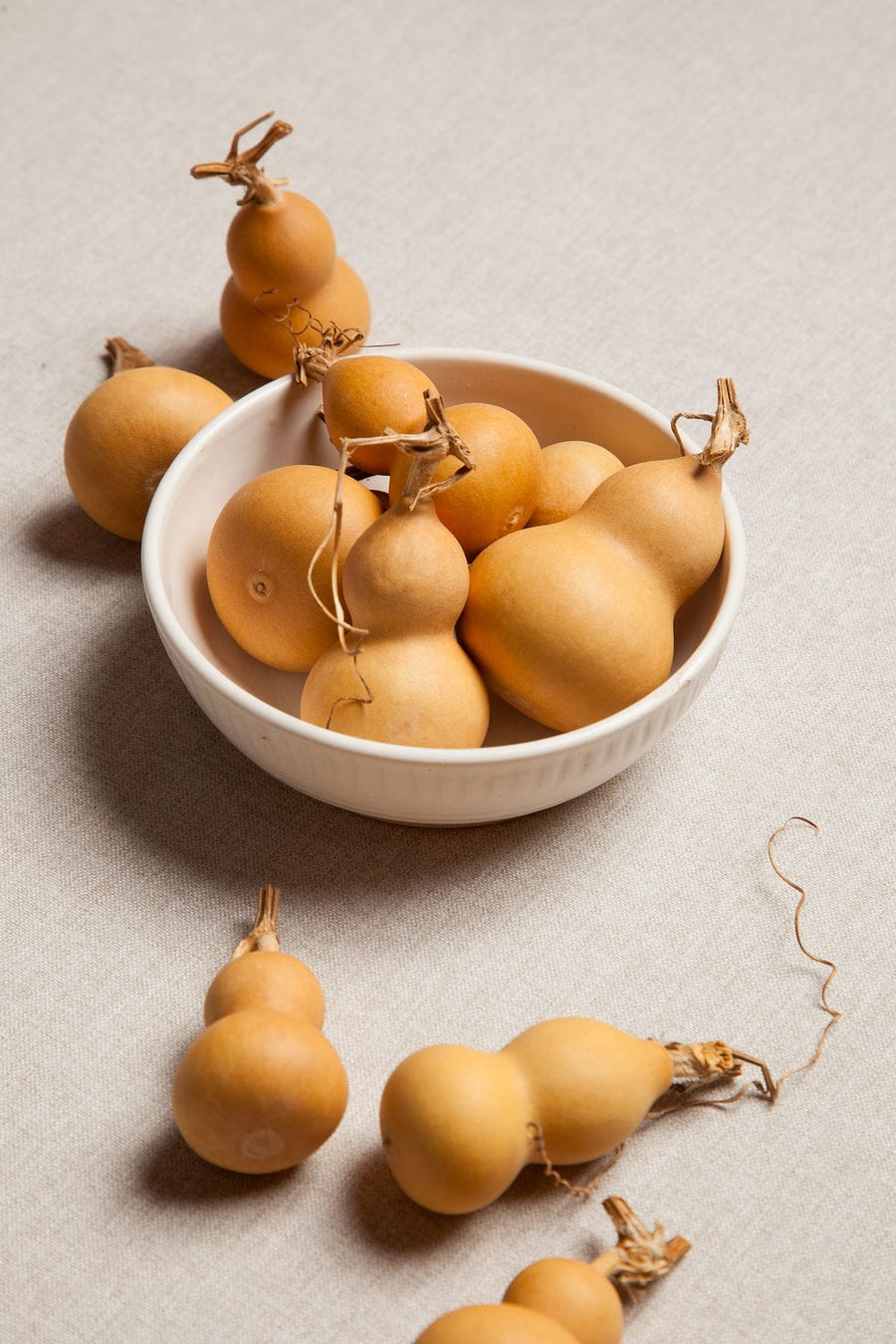 Mini Gourds x 5 send a bouquet- the best flower delivery