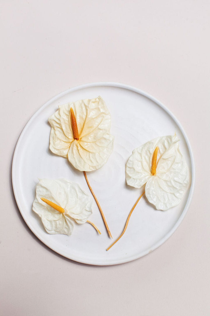 Mini White Anthurium send a bouquet- the best flower delivery