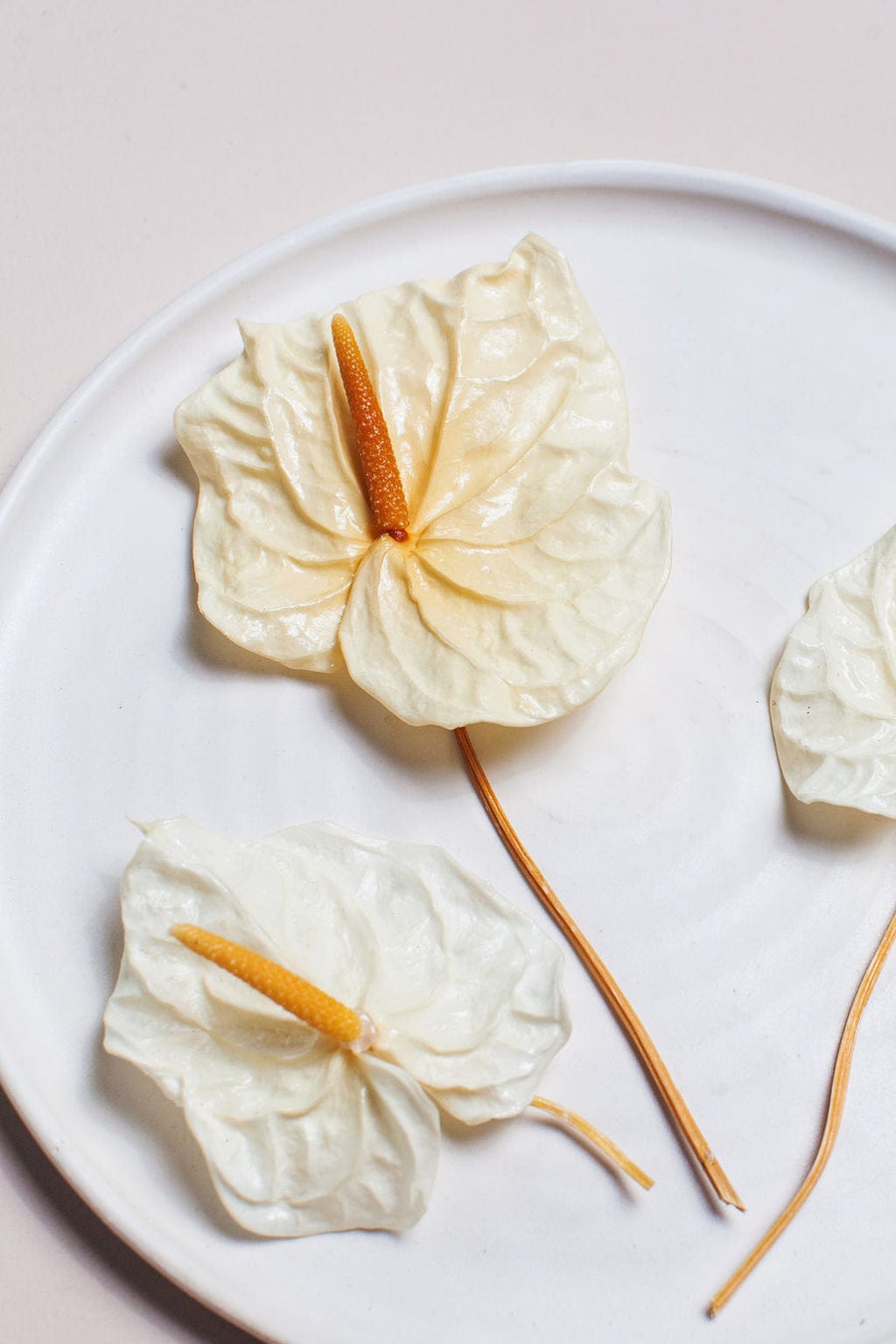 Mini White Anthurium send a bouquet- the best flower delivery