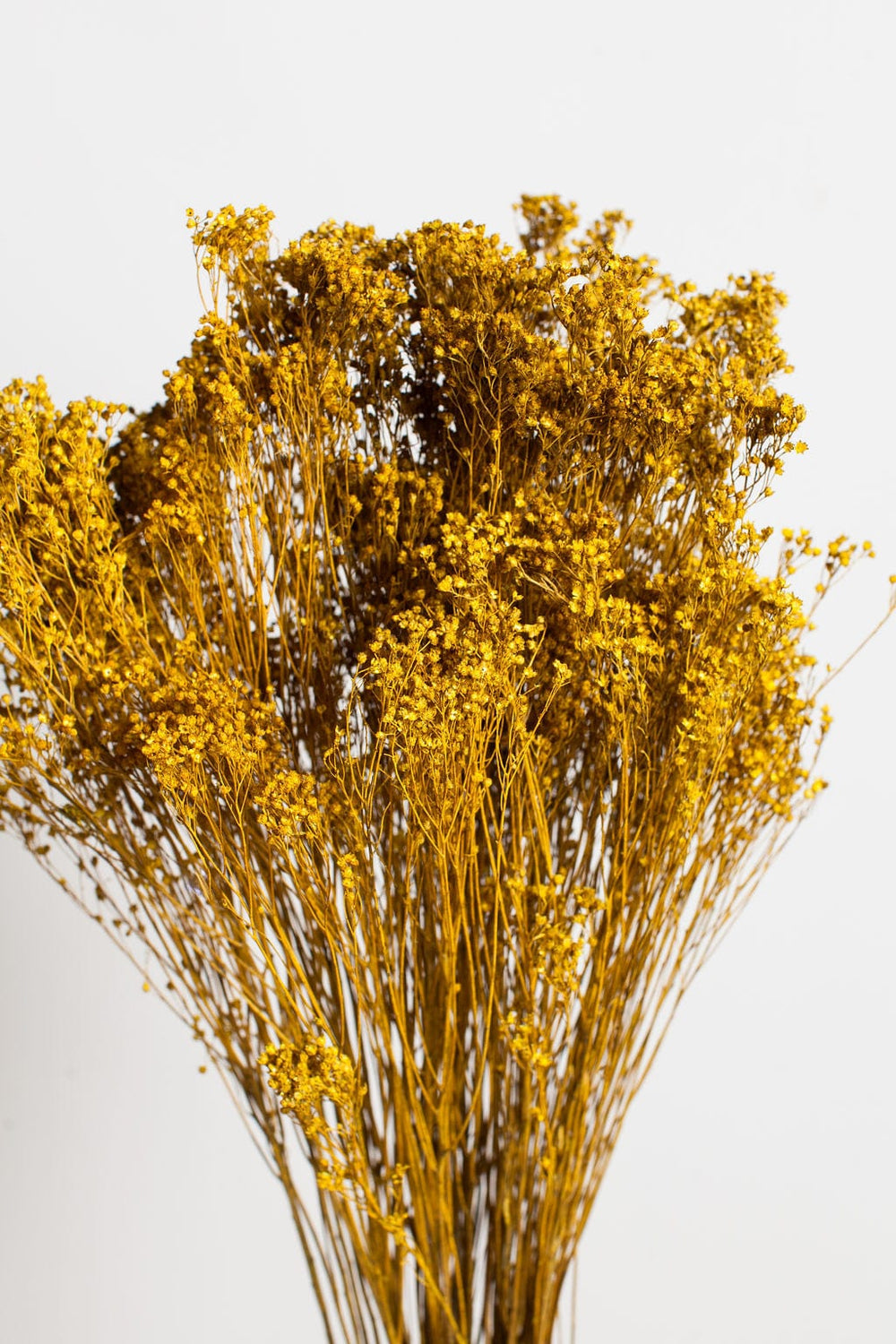 Idlewild Floral Co. Bunches Mustard Broom Bloom