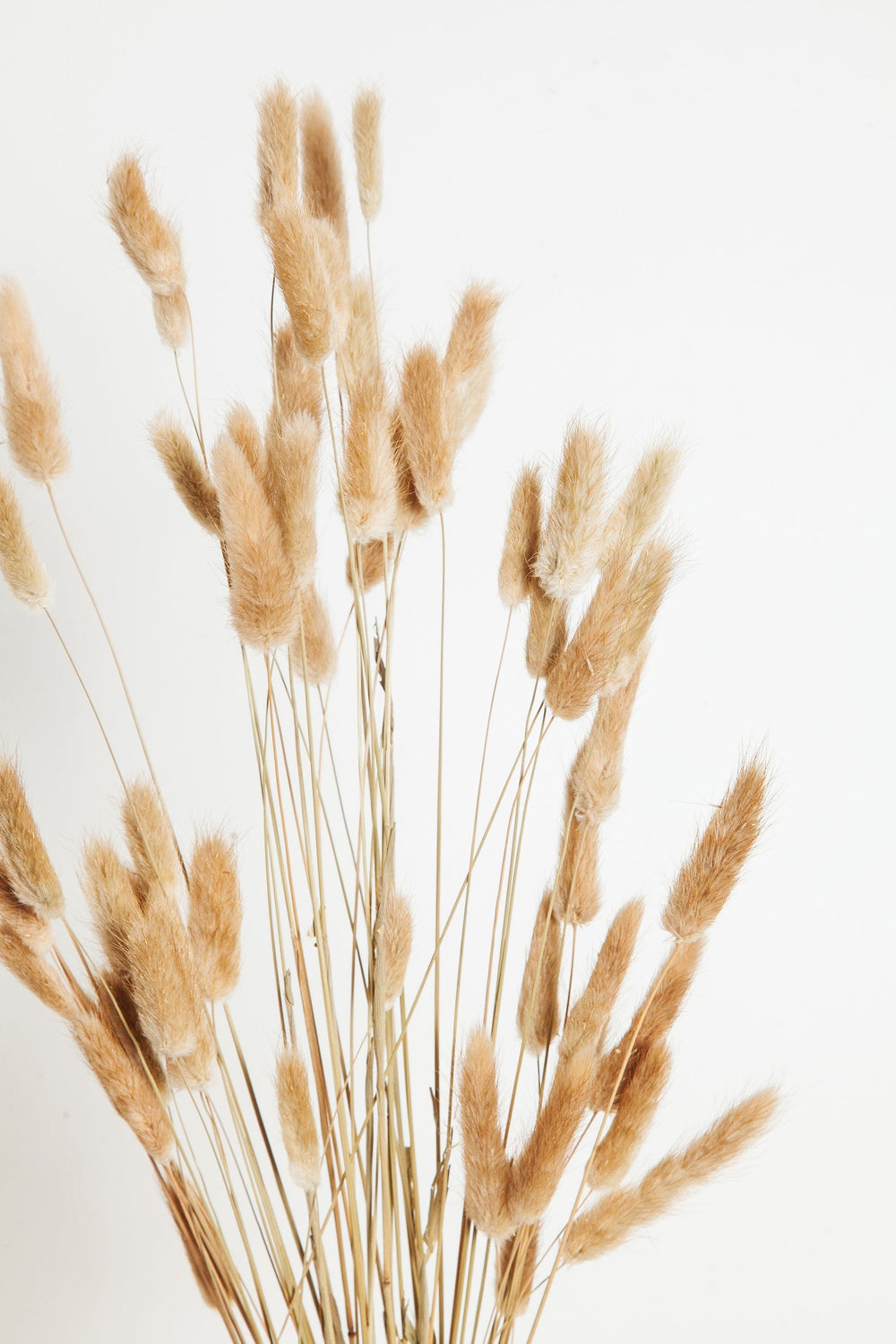 Bunches Natural Dried Bunny Tail Grass send a bouquet- the best flower delivery