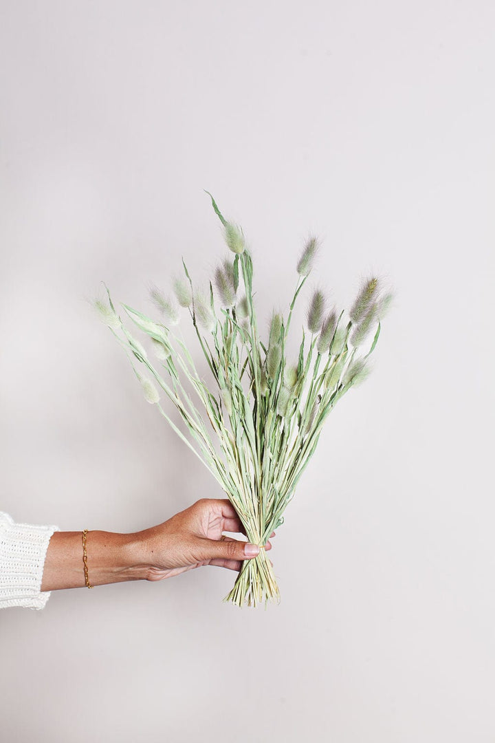 Idlewild Floral Co. Bunches Natural Green Dried Bunny Tail