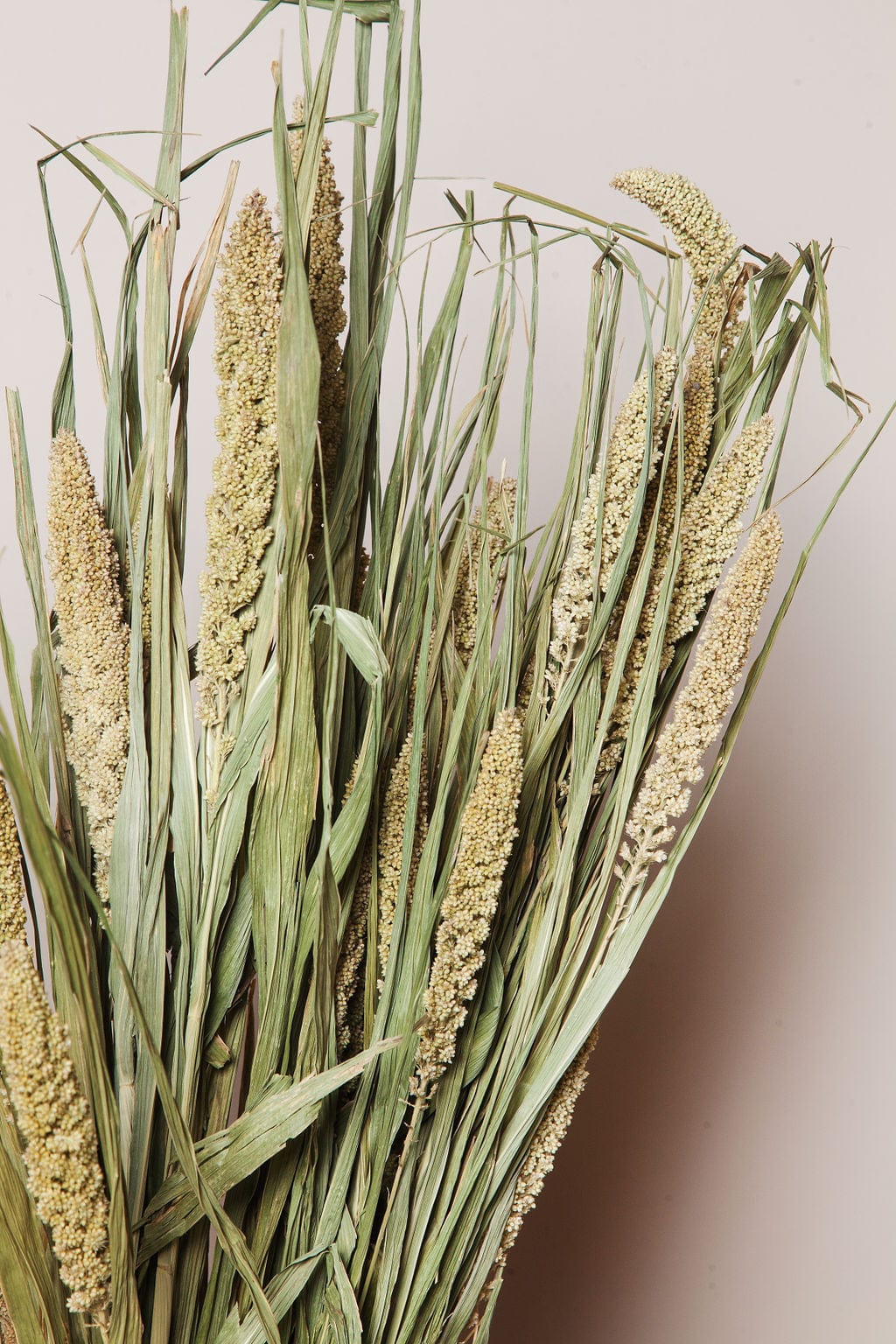 Idlewild Floral Co. Bunches Natural Setarea Grass