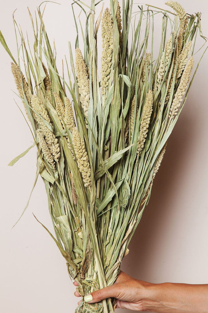 Idlewild Floral Co. Bunches Natural Setarea Grass