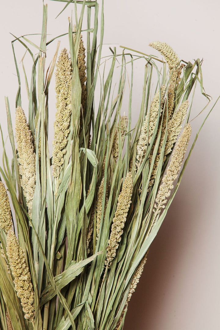 Idlewild Floral Co. Bunches Natural Setarea Grass