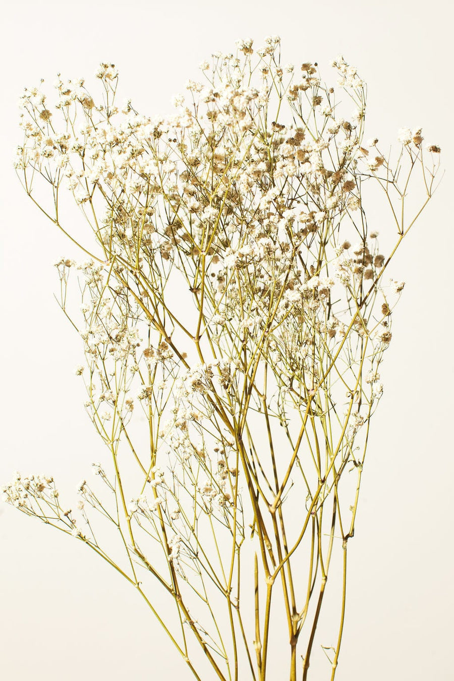 Idlewild Floral Co. Bunches Natural White Baby's Breath
