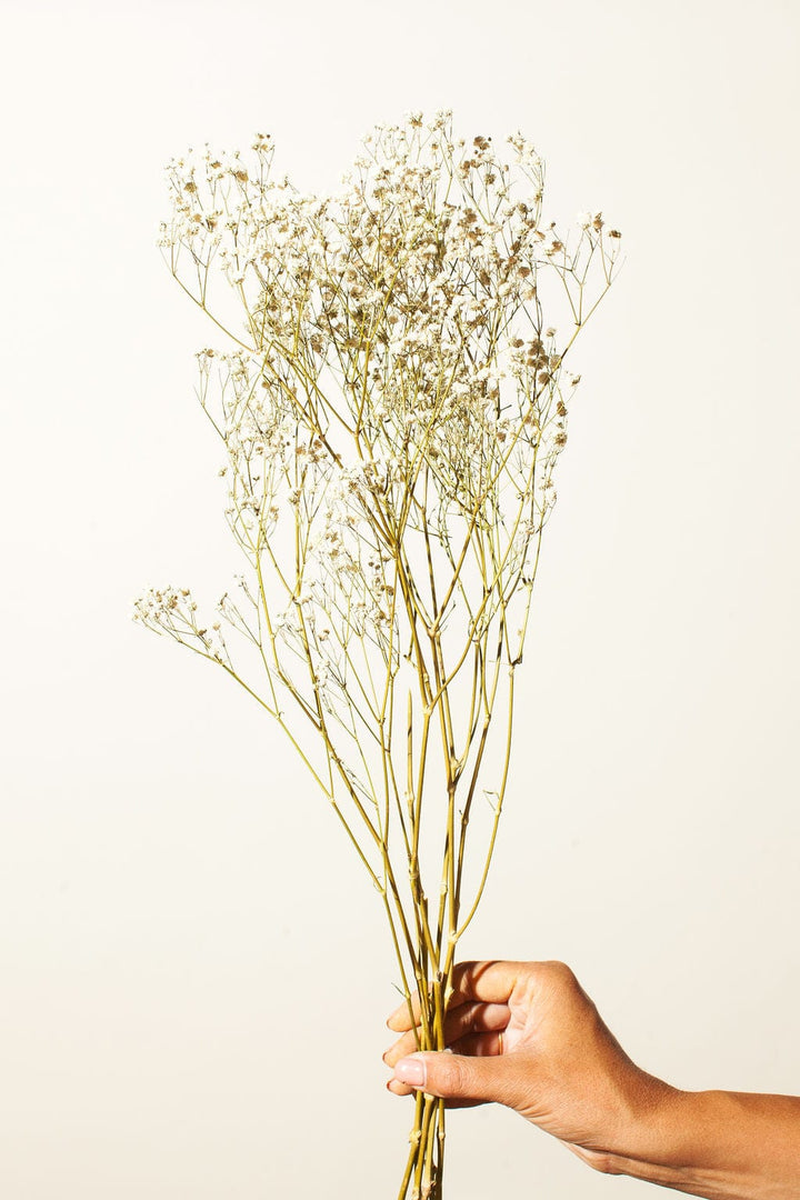 Idlewild Floral Co. Bunches Natural White Baby's Breath