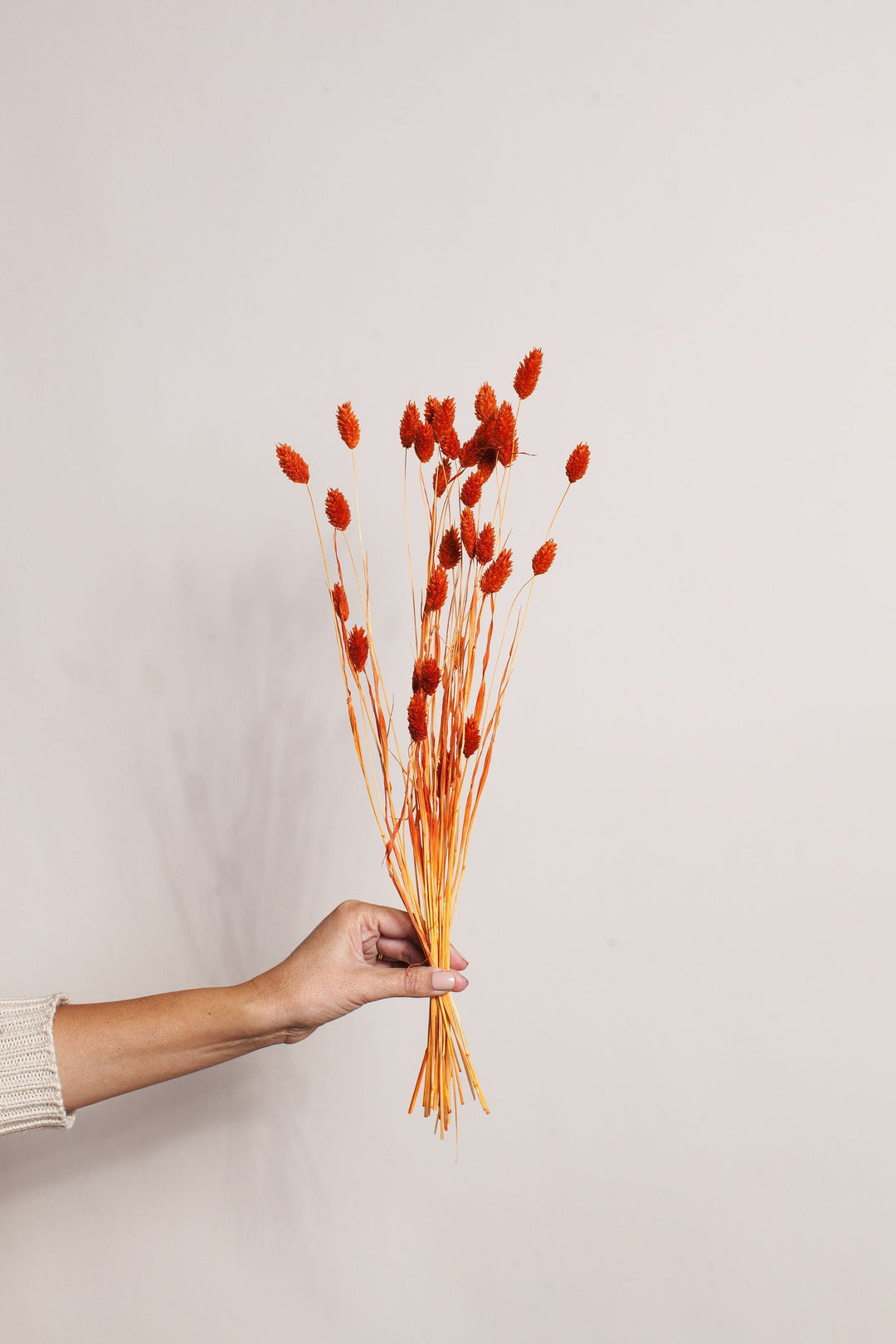 Bunches Orange Phalaris send a bouquet- the best flower delivery