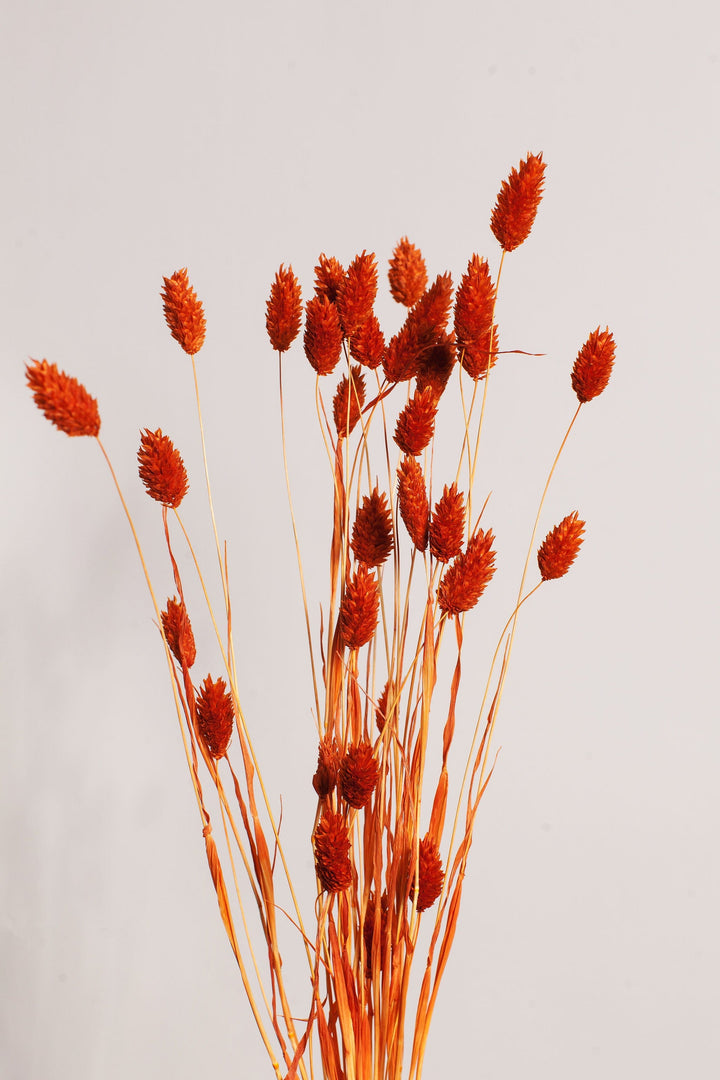 Bunches Orange Phalaris send a bouquet- the best flower delivery