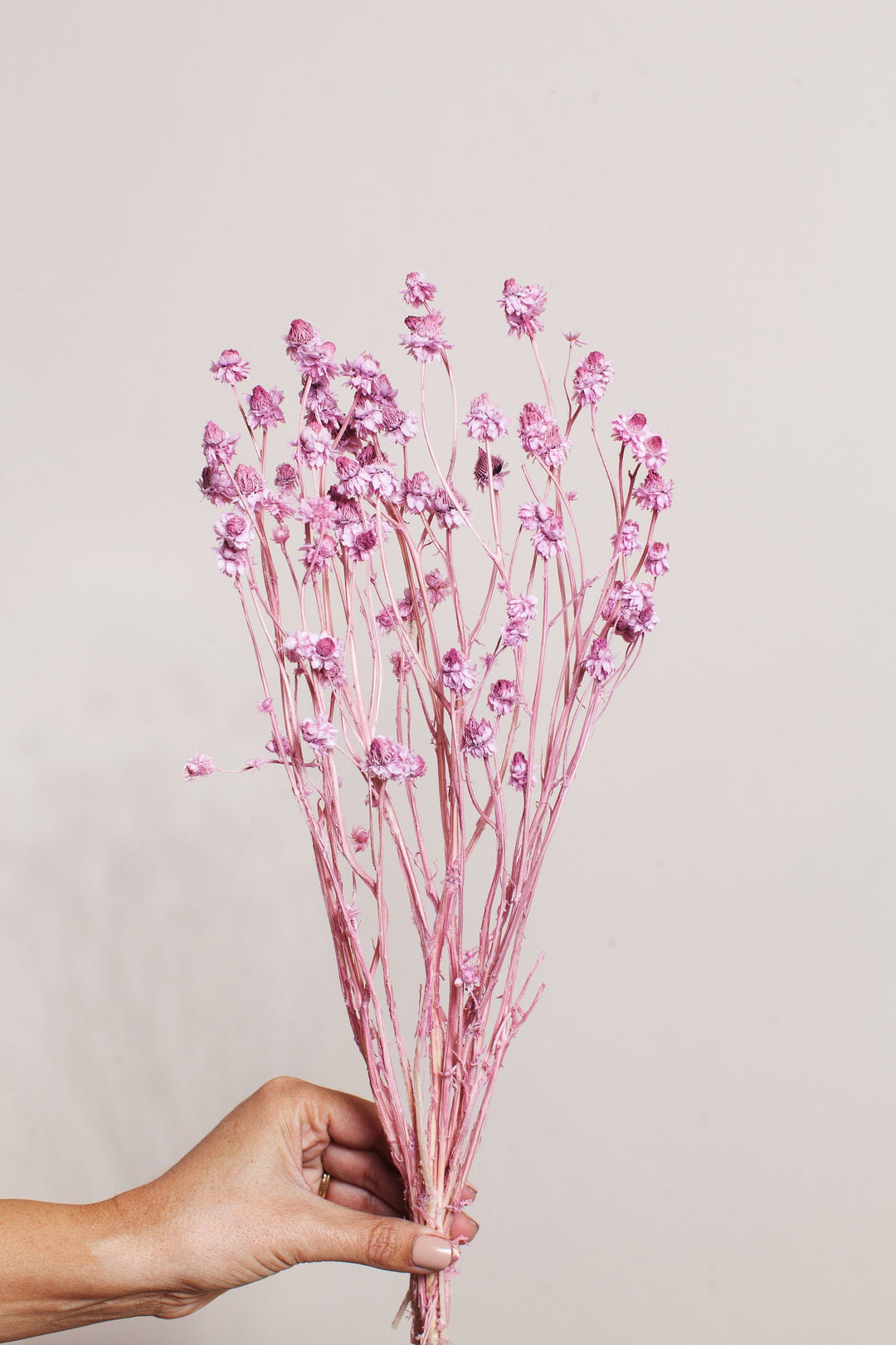 Bunches Pink Ammobium Daisy send a bouquet- the best flower delivery