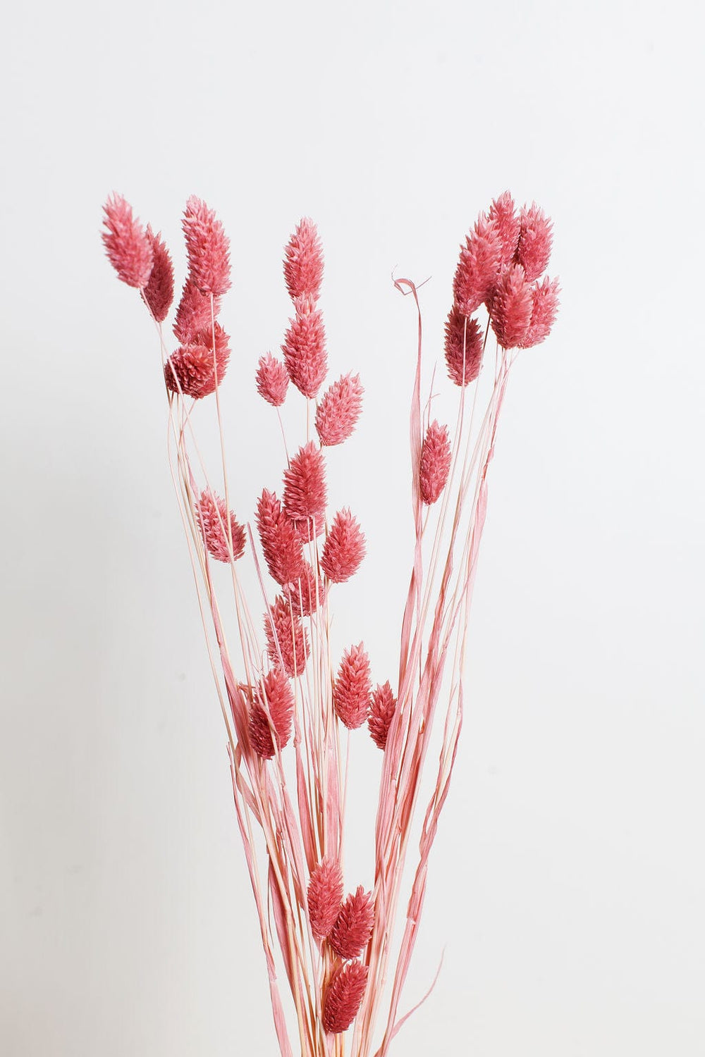 Bunches Pink Dried Phalaris send a bouquet- the best flower delivery