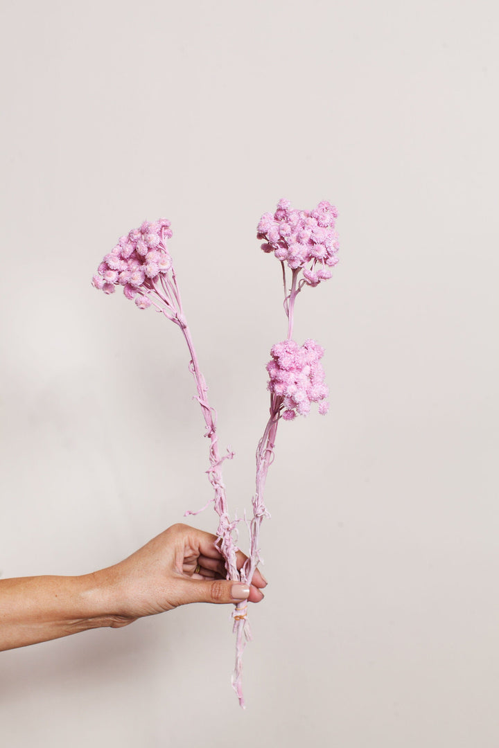 Bunches Pink Immortelle send a bouquet- the best flower delivery