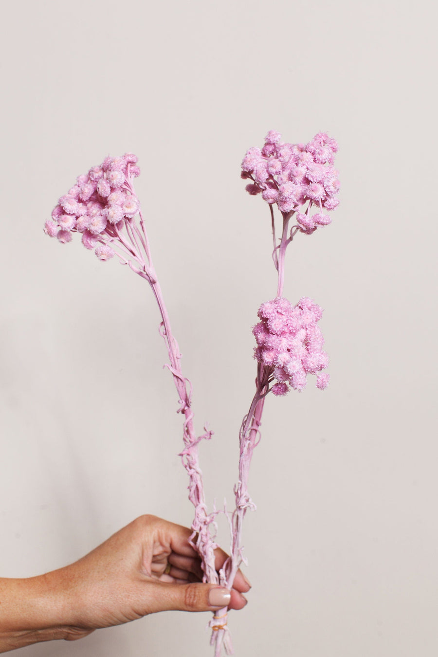 Bunches Pink Immortelle send a bouquet- the best flower delivery